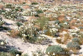 Image result for Dicoma arenaria
