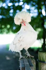 Check out our polish chicken selection for the very best in unique or custom, handmade pieces from our garden decoration shops. Polish Chicken All You Need To Know Chickens And More