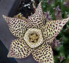 Orbea Variegata Starfish Flower Perennial Plants Pattern Wallpaper Flower Garden