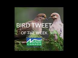 Mourning Doves Bird Tweet Of The Week Youtube