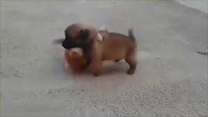 Iste Dunyanin En Sevimli Kedi Kopek Kavgasi Videosunu Izle Son Dakika Haberleri