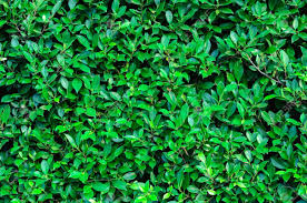 Apr 27, 2021 · texture for universally replacing a texture (where supported) renderer for replacing the texture on any named renderer; Green Foliage Leaves Texture Stock Photo Picture And Royalty Free Image Image 54433633