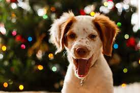 A Dog For Christmas 2021 The 16 Best Christmas Gifts For Your Dog In 2021