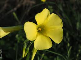 Image result for Oxalis pes-caprae