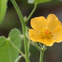 Image result for Wissadula amplissima