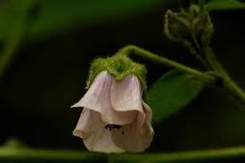 Image result for Abutilon longicuspe