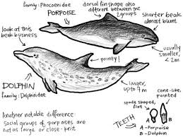 Comparison Of Dolphin And Porpoise Ocean Unit Study Pinterest Porpoise Cetacean Dolphins
