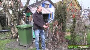 Beim schneiden von pfingstrosen sind viele hobbygärtner unsicher. Wie Schneide Ich Strauchpfingstrosen Paeonia Youtube