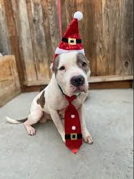 American staffordshire terrier puppy for sale near jackson, california, usa. American Staffordshire Terrier Puppies For Sale Tracy Ca 357328