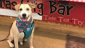 Philadelphia, pennsylvania is home to many historic attractions. Two Montco Pet Stores On List Of Best In Philadelphia Region