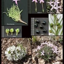 Image result for Rubiaceae