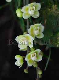 Image result for Viridivia