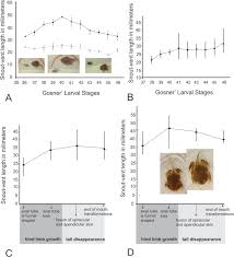 Though some may get eaten by fish and birds, many more will hide in the pond's plants during the day, eating algae, and hunting for mosquito larvae and other small edibles by. Evolutionary And Developmental Considerations Of The Diet And Gut Morphology In Ceratophryid Tadpoles Anura Springerlink