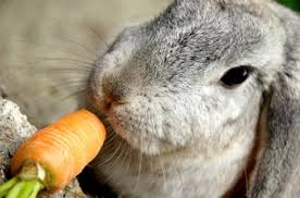 We did not find results for: Can I Give My Rabbit Carrots Rabbits Life