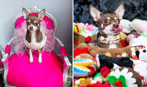 We did not find results for: Britain S Most Pampered Pooch Animal Lover Spends 30k On Her Pet Chihuahua Express Co Uk