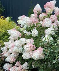 We did not find results for: The Flowers Of Semi Dwarf Little Lamb Hydrangea Open Pure White And Age To Soft Pink For A Lacy Elegant Effe Hardy Hydrangea Hydrangea Care Panicle Hydrangea