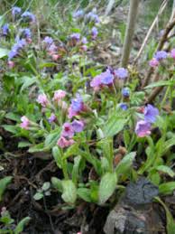 I fiori sono fatti di schiuma eva quindi sicuri per il contatto con la pelle umana, resistenti allumidità e durevoli. Flora Spontanea Di Campagne E Boschi In Marzo Aprile I Parte Passione In Verde