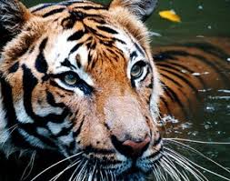 Tiger Panthera Tigris Animals A Z Animals
