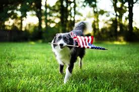 Appa membership includes more than 1,300 pet product manufacturers, their representatives, importers and livestock suppliers representing both large corporations and growing business enterprises. 84 9 Million Pet Owning Us Households In 2018 Dogs 1 Petfoodindustry Com