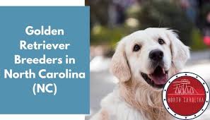 Code of ethics breeders of akc registered yellow, light. 28 Golden Retriever Breeders In North Carolina Nc Golden Retriever Puppies For Sale Animalfate