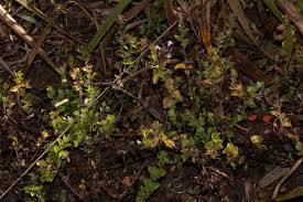 Image result for Clinopodium uhligii