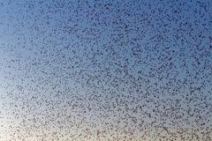 Midges (anarete pritchardi) coordinate their flight motions to form a cohesive group during swarming. 0 Midges Swarm Free Stock Photos Stockfreeimages