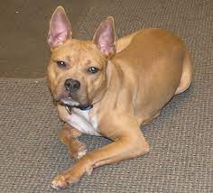 This is claude the puppy at around 7 months old. French Bulldog Pit Bull Frenchie Mid America Bully Breed Rescue