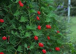 Will come back next year. Cardinal Climber Vine Hummingbirds Red Flowers 18 Seeds Groco Buy Online In Faroe Islands At Faroe Desertcart Com Productid 77927815