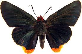 Image result for Caucanthus auriculatus