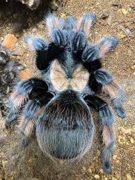 Image result for Emilia brachycephala
