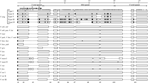 Image result for Vigna multinervis