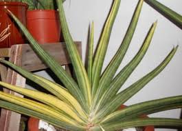 Image result for Sansevieria pearsonii