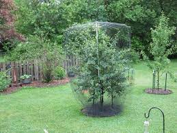 Apples, pears and peaches can lose up to 90% of their flower buds without a decrease in harvest. Fruit Tree Protection Fruit Trees Enclosed Garden Ideas Espalier Fruit Trees
