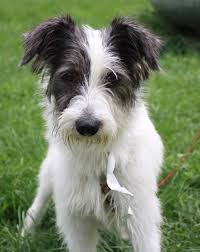 We did not find results for: Scruffy Dogs Wirehaired Fox Terrier Wire Fox Terrier