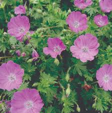 Image result for Geranium sanguineum Max Frei