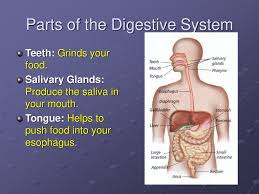 Mr Gerlach S 7th Grade Health Education Ppt Download