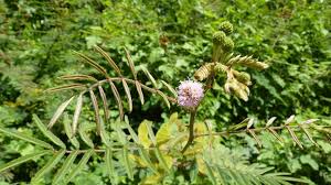 Image result for Mimosa pigra