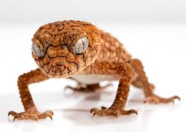 Comment se d?barrasser de tous ces encombrants inutiles?? Comment Creer Un Habitat Pour Votre Lezard Domestique Les Creatures Org