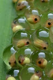Ichthyologist Tree Frog Eggsinstead Of Laying Eggs In Water Some Tree Frogs Deposit Their Spawn On Leaves That Overhan Animals Red Eyed Tree Frog Tree Frogs