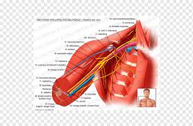 Main focus is on upper body anatomy. The Black Piano Anono My Of Upper Body Female Upper Body Anatomy And Internal Organs Computer Illustration Artwork Lungs Stock Photo 308609414 The Upper Front Part Of The Body