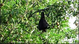 Giant Golden Crowned Flying Fox Facts Diet Habitat Pictures On Animalia Bio