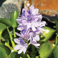 Water Hyacinth Floating Plants Water Hyacinth Water Plants