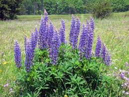 Lupinen sind wunderschöne blumen, die in den verschiedensten farbvarianten auf den feldern blühen. Lupine Wiktionary