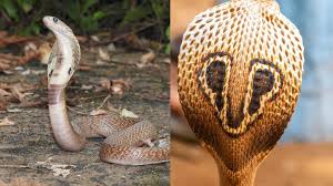 Cobra