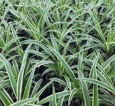 Image result for Chlorophytum pauper