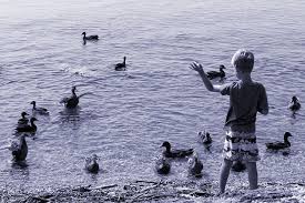 Bitte Kein Brot Wie Man Enten Und Vogel Artgerecht Futtert