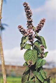 Image result for Platostoma montanum