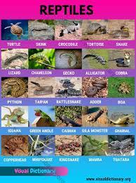 Pictures of reptiles animals with names. Reptiles Helpful List Of 27 Names Of Reptiles In English Visual Dictionary