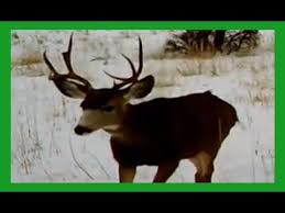 Trail Camera Videos Bull Elk Bucks Mule Deer Fox Coyote And More Bull Elk Mule Deer Trail Camera