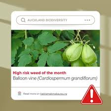 Image result for Cardiospermum grandiflorum